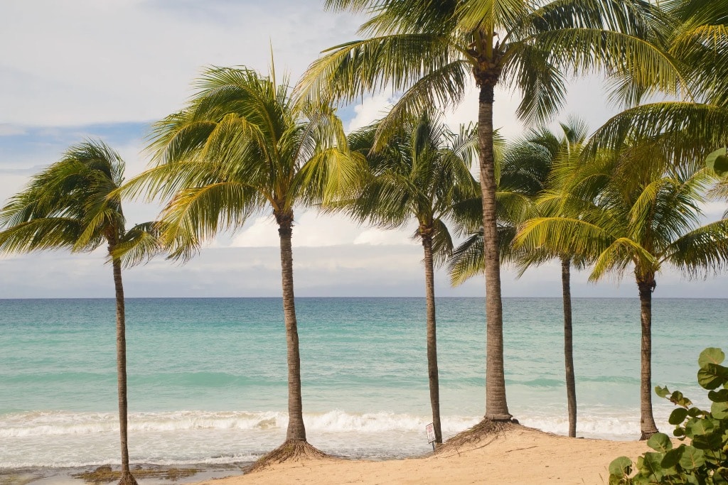 Tall palm trees on Cuba beach with turquoise Caribbean sea