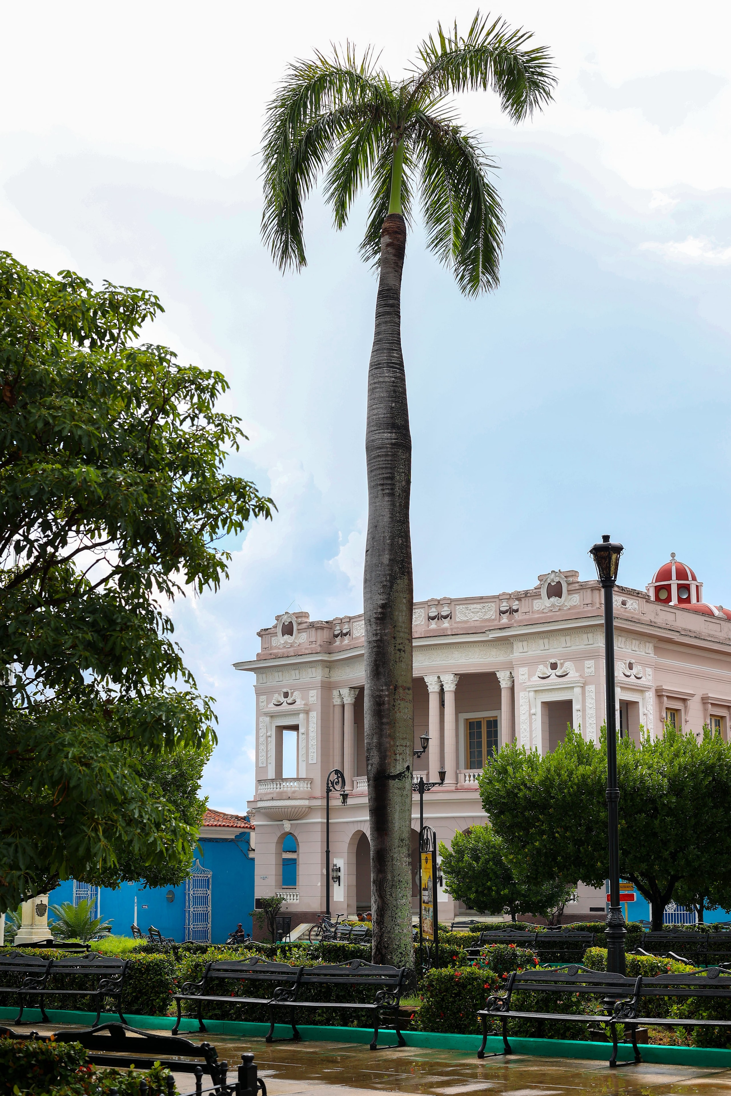 Royal palm tree in Cienfuegos plaza with pink neoclassical building and colorful facades Cuba